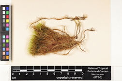 Leucoloma molle image