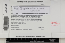Glyphis cicatricosa image