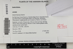 Glyphis cicatricosa image