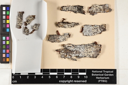 Glyphis cicatricosa image