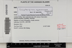 Leptogium cyanescens image