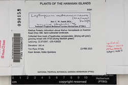 Leptogium austroamericanum image