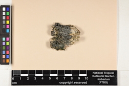 Leptogium austroamericanum image