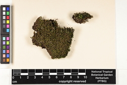 Gemmabryum exile image