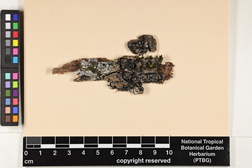 Pannaria rubiginosa image