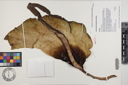Amorphophallus lambii