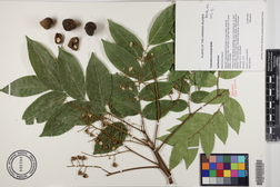 Tristiropsis acutangula