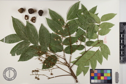 Tristiropsis acutangula