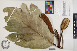 Artocarpus altilis x mariannensis 'Ulu afa'