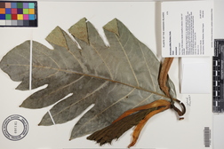 Artocarpus altilis 'Puou'