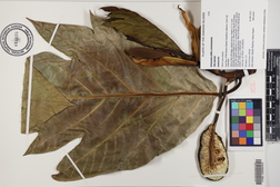 Artocarpus altilis x mariannensis 'Mei chocho'