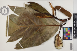 Artocarpus altilis x mariannensis 'Mei chocho'