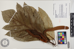 Artocarpus altilis x mariannensis 'Ulu Afa Hamoa'
