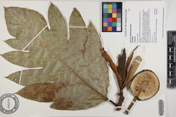 Artocarpus altilis 'Momolega'