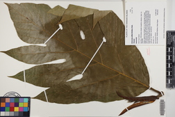 Artocarpus altilis 'Puupuu'