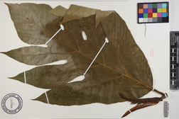 Artocarpus altilis 'Puupuu'