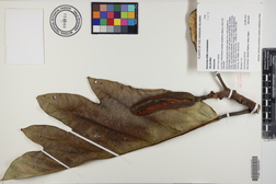 Artocarpus altilis x mariannensis 'Ulu afa Elise'