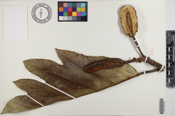 Artocarpus altilis x mariannensis 'Ulu afa Elise'