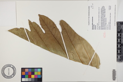 Artocarpus altilis x mariannensis 'Ulu afa Elise'