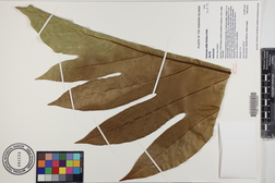 Artocarpus altilis 'Ulu Fiti'