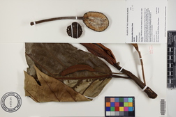 Artocarpus altilis 'Ulu Fiti'