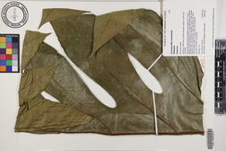 Artocarpus altilis x mariannensis 'Nahnmwal'