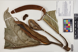 Artocarpus altilis x mariannensis 'Nahnmwal'