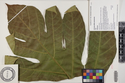 Artocarpus altilis x mariannensis 'Yap'