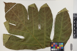 Artocarpus altilis x mariannensis 'Yap'