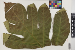 Artocarpus altilis x mariannensis 'Yap'