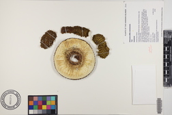 Artocarpus altilis x mariannensis 'Yap'