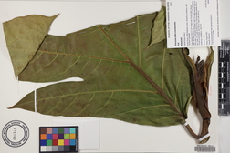 Artocarpus altilis x mariannensis 'Yap'