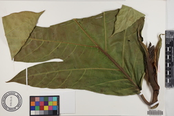 Artocarpus altilis x mariannensis 'Yap'