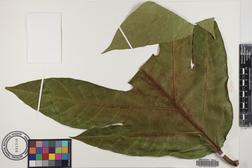 Artocarpus altilis x mariannensis 'Mei 2'