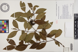 Psydrax odorata