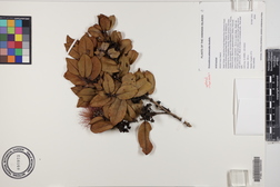 Metrosideros polymorpha