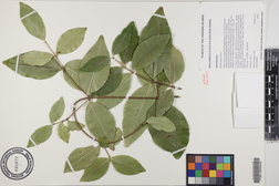 Alyxia stellata