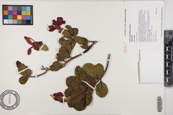 Hibiscus kokio subsp. kokio