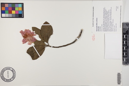 Hibiscus kokio subsp. kokio