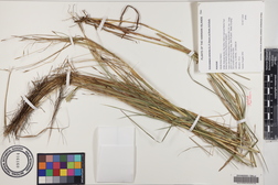 Heteropogon contortus