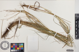 Heteropogon contortus