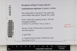 Lopholejeunea nigricans image