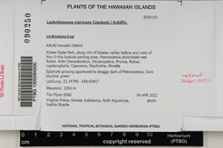 Lopholejeunea nigricans image