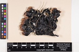 Parmotrema tinctorum image