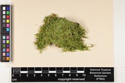 Taxithelium kerianum image