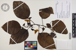 Cordia subcordata