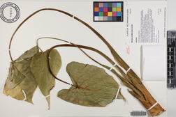 Alocasia cucullata