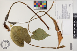 Alocasia cucullata