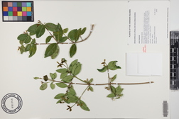 Alyxia stellata