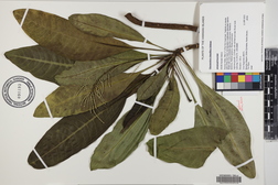 Charpentiera densiflora